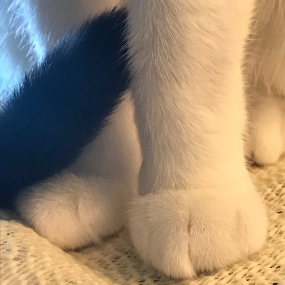 Meet your Posher, Melissa